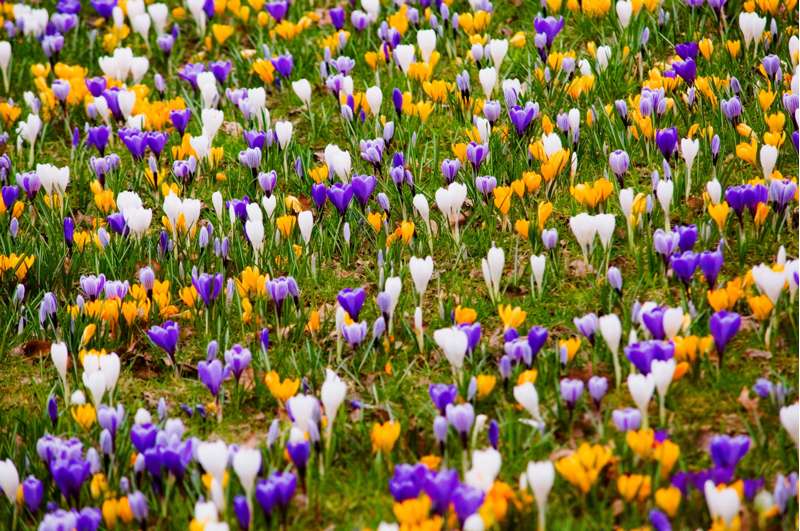 Krokusblanding 'Favorites'